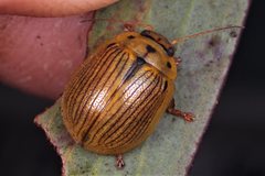 Paropsisterna lignea