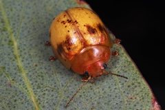 Paropsisterna interstitialis