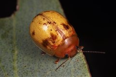 Paropsisterna interstitialis