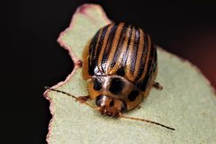 Paropsisterna lignea