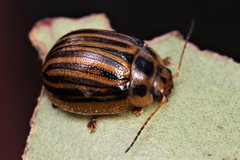 Paropsisterna lignea