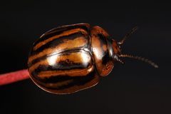 Paropsisterna stygia