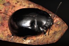 Paropsisterna angustipes