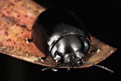 Paropsisterna angustipes