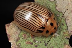 Paropsisterna trimaculata