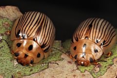 Paropsisterna trimaculata