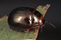 Paropsisterna rufipes