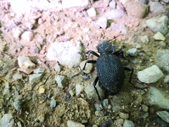 Carabus gigas