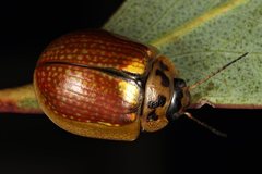 Paropsisterna agricola