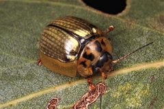 Paropsisterna agricola