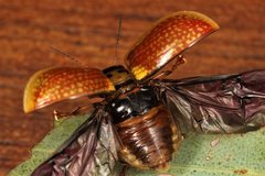 Paropsisterna agricola