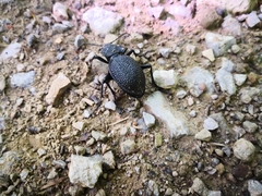 Carabus gigas