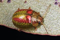 Paropsisterna laesa