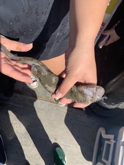 Filetail Cat Shark photo 3