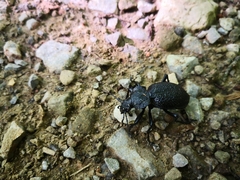 Carabus gigas