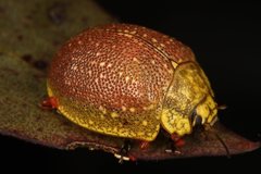 Paropsis bella