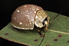 Paropsis aegrota