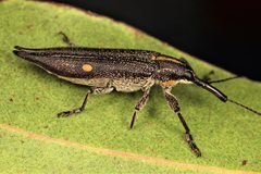 Rhinotia bidentata