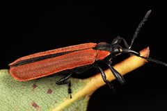 Rhinotia haemoptera