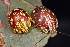 Paropsis marmorea