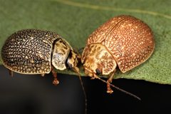 Paropsis intermedia