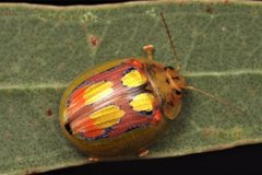 Paropsisterna nobilitata