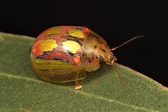 Paropsisterna nobilitata