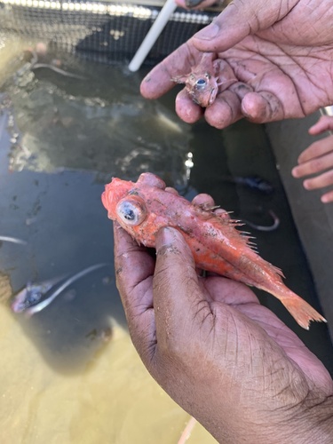 Lobe-jawed rockfish (Sebastes diploproa) — Sebastidae — 5