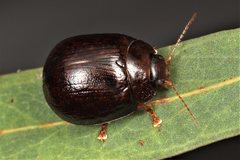 Paropsisterna atalanta