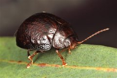 Paropsisterna atalanta