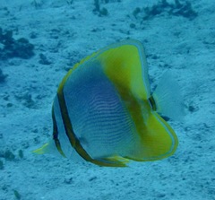 Chelmon marginalis