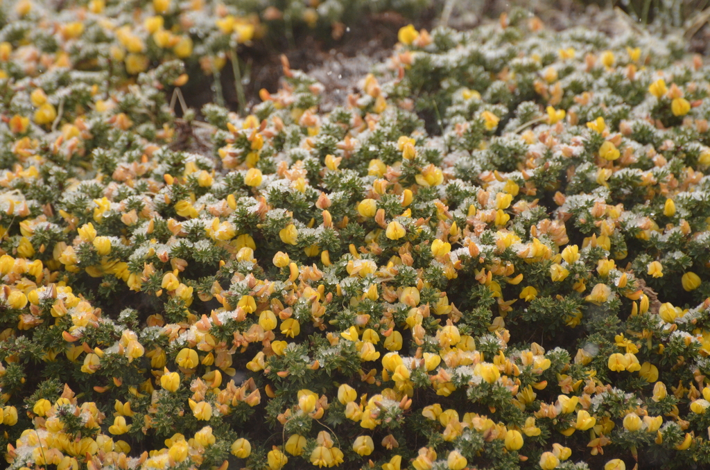 Caragana brevifolia