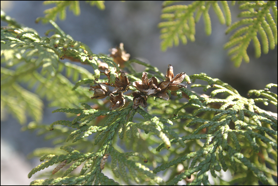zamia Zamia outdoor