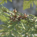 Korean Arborvitae - Photo (c) Lee, seong-won, some rights reserved (CC BY-NC), uploaded by Lee, seong-won