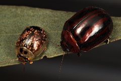 Paropsisterna stygia
