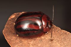 Paropsisterna stygia