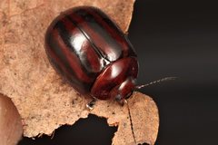 Paropsisterna stygia