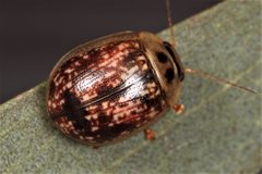 Paropsisterna atalanta