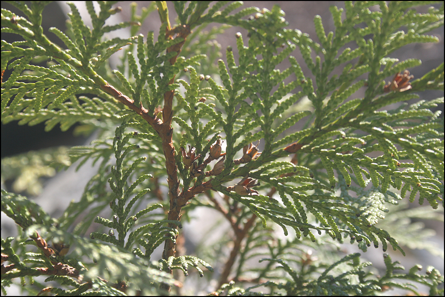 Korean arborvitae (Thuja koraiensis)  iNaturalist