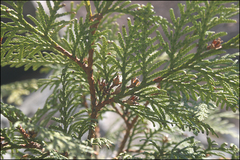Thuja koraiensis