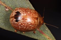 Paropsisterna atalanta