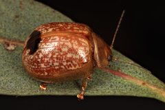 Paropsisterna atalanta