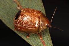Paropsisterna atalanta