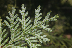 Thuja koraiensis