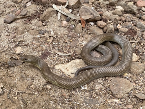 Mulga Snake sighting