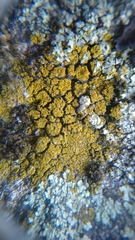 Candelariella coralliza
