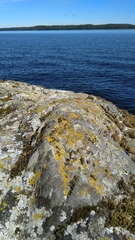 Candelariella coralliza
