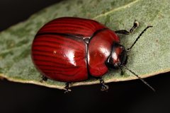 Paropsisterna rufobrunnea