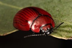 Paropsisterna rufobrunnea