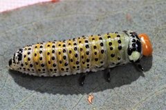 Paropsisterna pictipes